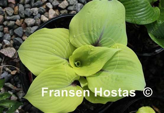 Hosta Calm before the Storm